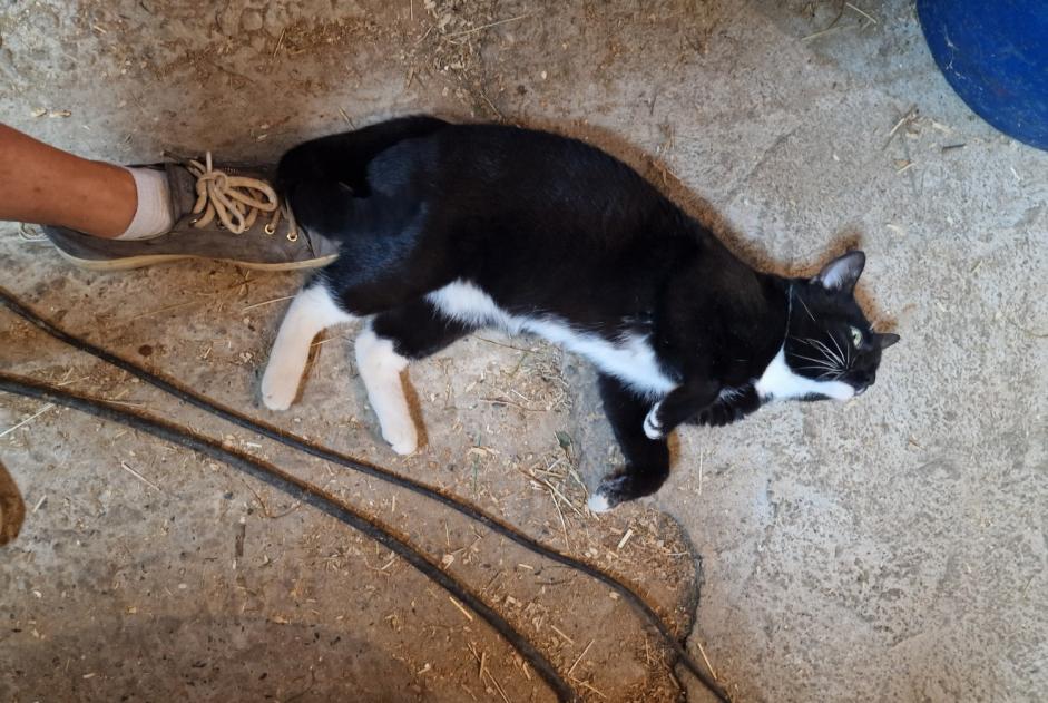 Fundmeldung Katze Männliche Anderlecht Belgien