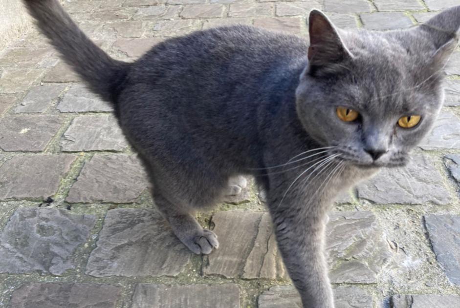 Fundmeldung Katze  Weiblich , 2 Jahre Bruxelles Belgien