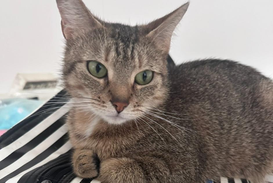 Alerta de Desaparición Gato Hembra , 4 años Bruxelles Bélgica