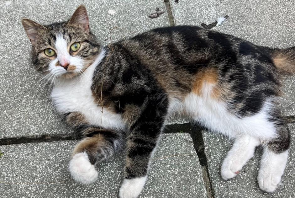 Alerta de Hallazgo Gato Macho Anderlecht Bélgica