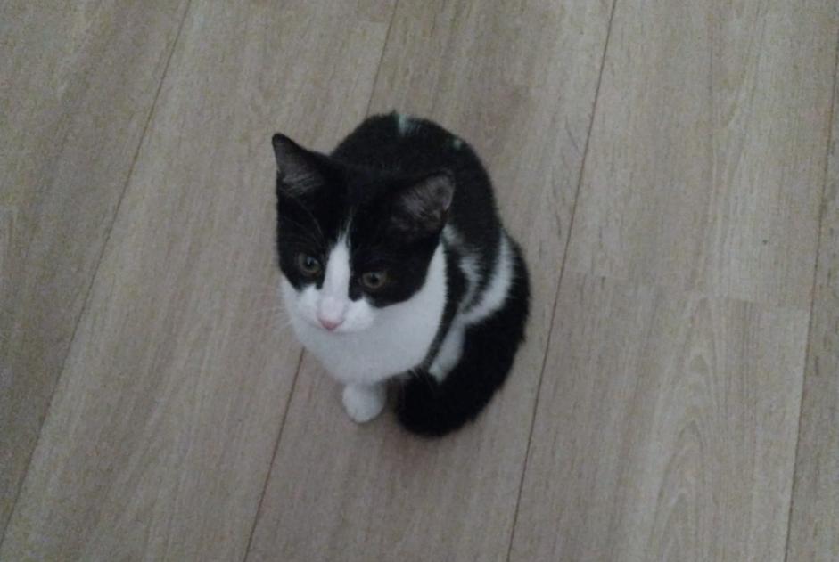 Alerta de Hallazgo Gato Hembra Etterbeek Bélgica