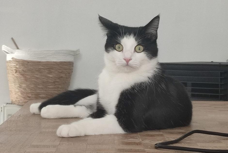 Alerte Disparition Chat  Mâle , 2 ans Anderlecht Belgique