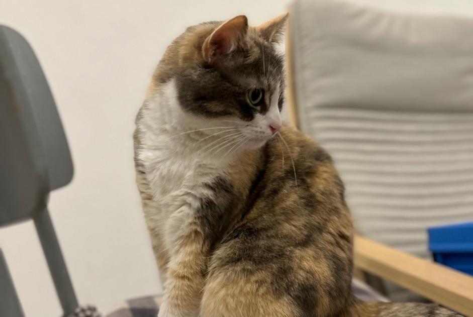 Alerte Disparition Chat Femelle , 4 ans Schaerbeek Belgique