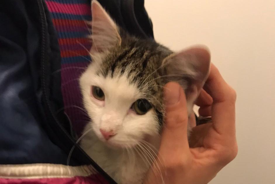 Alerte Découverte Chat Inconnu Molenbeek-Saint-Jean Belgique