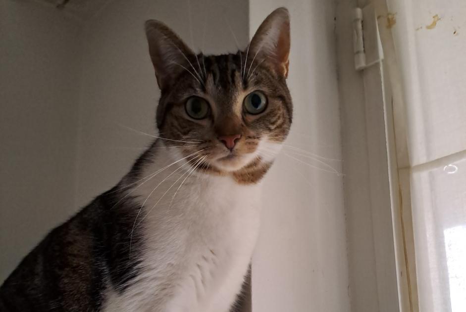 Avviso scomparsa Gatto incrocio di razze Femmina , 3 anni Woluwe-Saint-Pierre Belgio