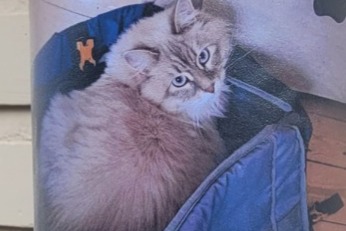 Avviso scomparsa Gatto  Maschio , 1 anni Uccle Belgio