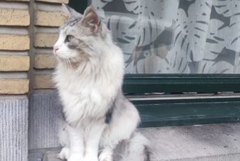 Avviso Ritrovamento Gatto  Non conosciuta Etterbeek Belgio